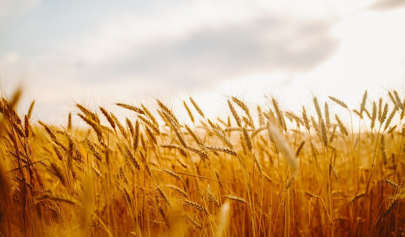 eu grain exporters poised to benefit as black sea shipping attacks disrupt global trade