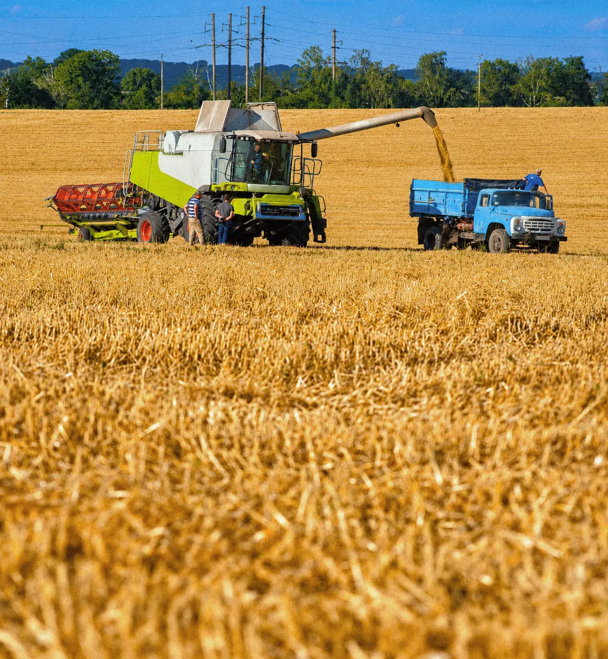 Illustration accompanying Algeria's wheat purchase report