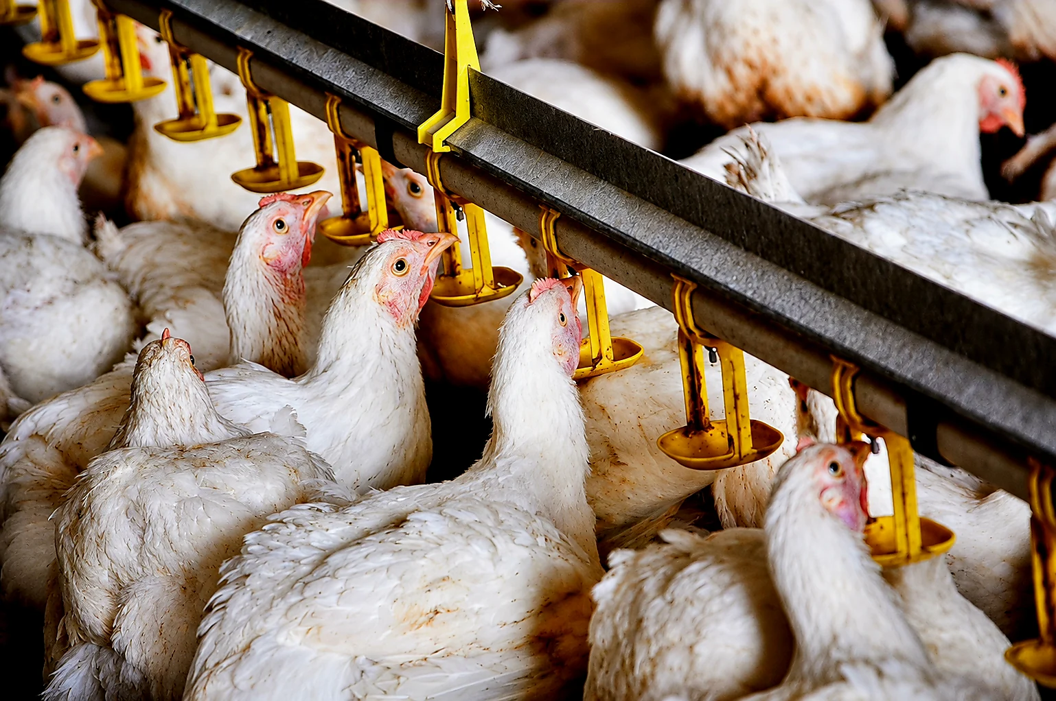 Egypt Poultry Reports Q2 Consolidated Loss of EGP 451,224 Poultry chickens at an Egyptian farm