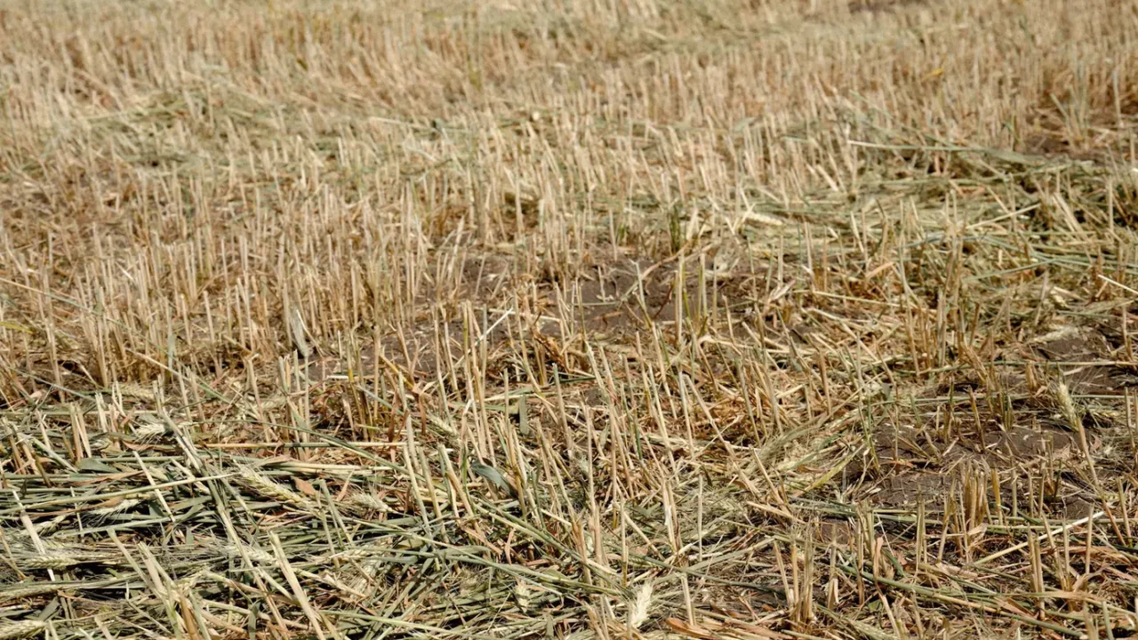 South Africa’s Wheat Harvest Under Threat as Rainfall Shortfall Hits Swartland