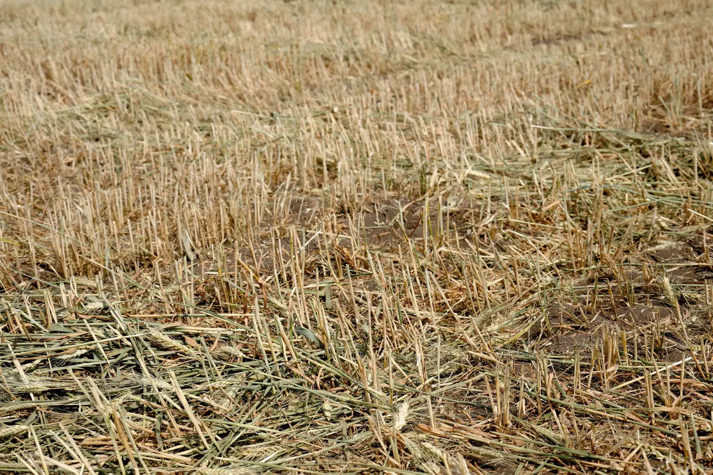 South Africa’s Wheat Harvest Under Threat as Rainfall Shortfall Hits Swartland Wheat field in South Africa